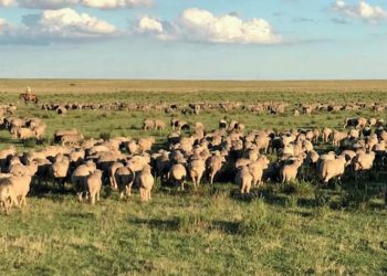 Exportaciones ovinas, en enero, cayeron 21%