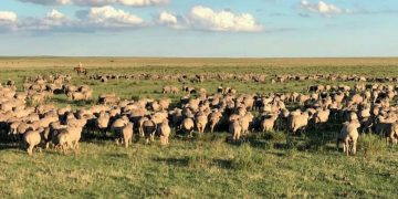 Exportaciones ovinas, en enero, cayeron 21%