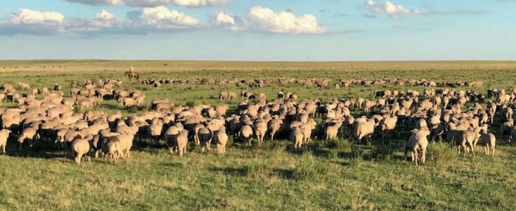 Exportaciones ovinas, en enero, cayeron 21%