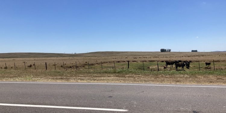Estamos en la peor seca del siglo; el déficit forrajero se extenderá hasta la primavera