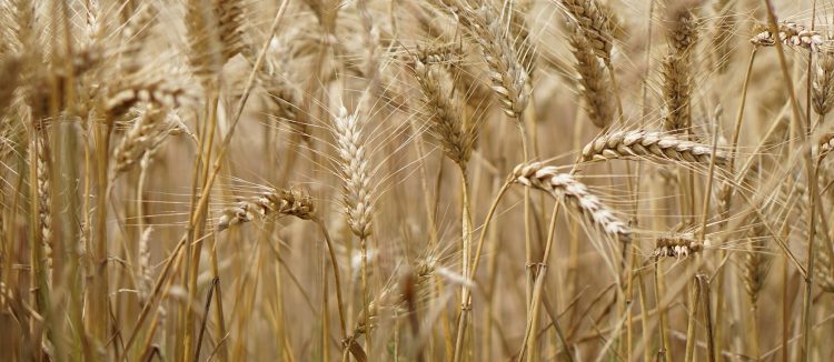 Encuesta DIEA: El trigo rindió 4.251 kilos por hectárea logrando un máximo histórico.