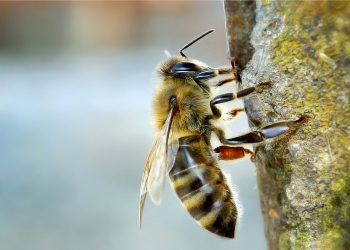 Comisión Apícola detectó casos de varroa