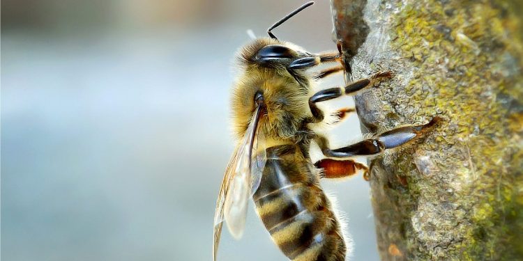 Comisión Apícola detectó casos de varroa