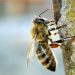 Comisión Apícola detectó casos de varroa
