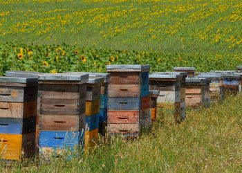 El total de colmenas en Uruguay es de 616.964