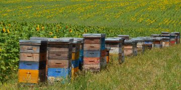 El total de colmenas en Uruguay es de 616.964