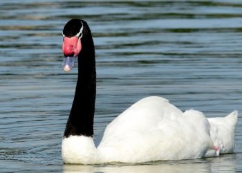 Se contabilizaron 130 cisnes de cuellos negro muertos por influenza aviar