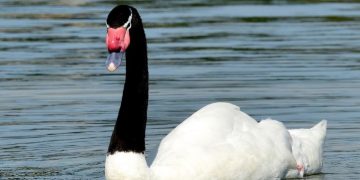 Se contabilizaron 130 cisnes de cuellos negro muertos por influenza aviar