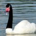 Se contabilizaron 130 cisnes de cuellos negro muertos por influenza aviar