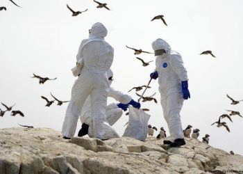 Uruguay registró el primer caso de gripe aviar