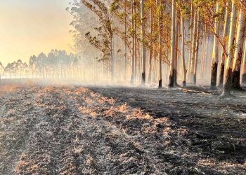 Entre diciembre y enero se registraron 1.829 incendios forestales o campo