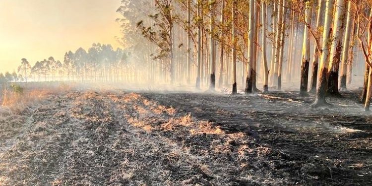 Entre diciembre y enero se registraron 1.829 incendios forestales o campo