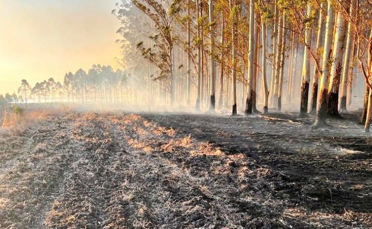 Entre diciembre y enero se registraron 1.829 incendios forestales o campo