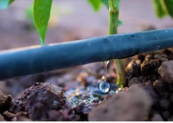 La seguridad alimentaria necesita de la buena gestión del agua