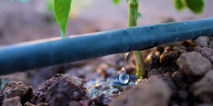 La seguridad alimentaria necesita de la buena gestión del agua