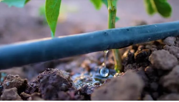 La seguridad alimentaria necesita de la buena gestión del agua