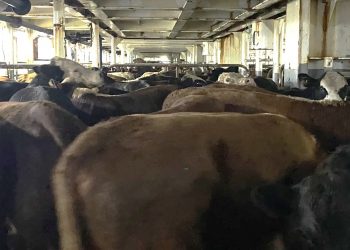 Uruguay exportará ganado en pie a Marruecos, con arancel cero