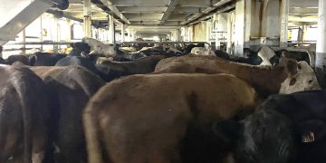 Uruguay exportará ganado en pie a Marruecos, con arancel cero