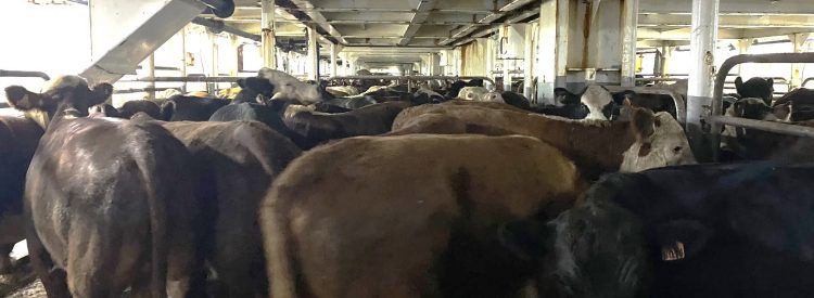 Uruguay exportará ganado en pie a Marruecos, con arancel cero