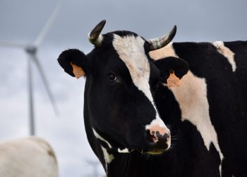 En el mercado lácteo bajaron las leches en polvo, pero subió la manteca y el queso