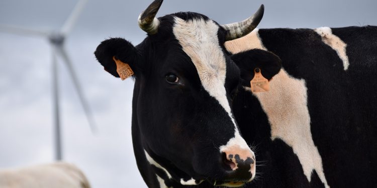 En el mercado lácteo bajaron las leches en polvo, pero subió la manteca y el queso