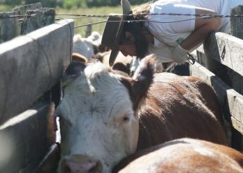 Las enfermedades animales más frecuentes en tiempos de sequía en Uruguay