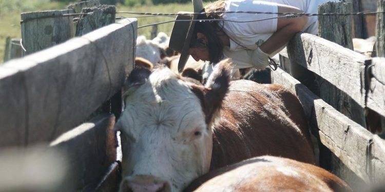 Las enfermedades animales más frecuentes en tiempos de sequía en Uruguay