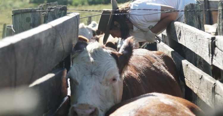 Las enfermedades animales más frecuentes en tiempos de sequía en Uruguay