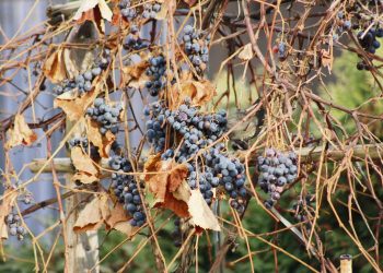 Por la sequía, la producción de uva en kilos tendría una caída superior al 30%