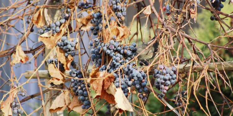 Por la sequía, la producción de uva en kilos tendría una caída superior al 30%