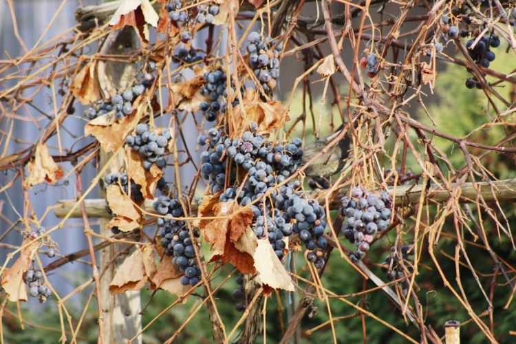 Por la sequía, la producción de uva en kilos tendría una caída superior al 30%