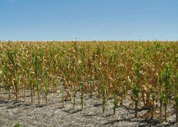 El invierno será financieramente complejo por la falta de granos en el país