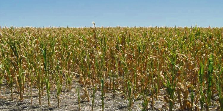 El invierno será financieramente complejo por la falta de granos en el país