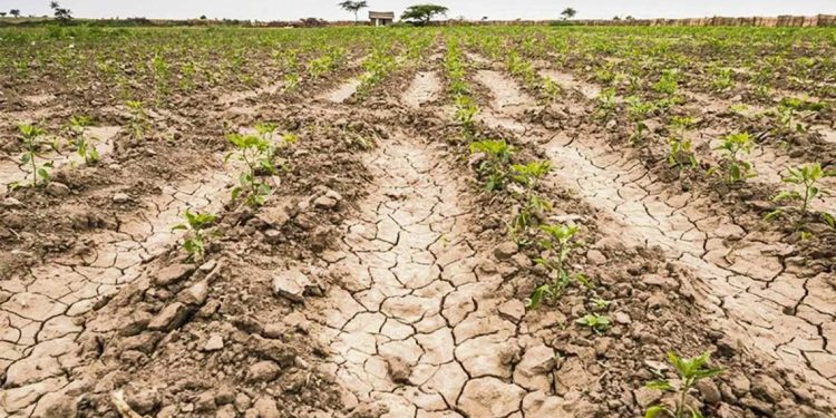 Productores esperan que el BSE pague pronto las pólizas ante las pérdidas