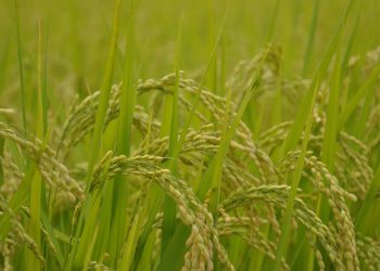 Con buenas expectativas avanzan los primeros días de la cosecha de arroz
