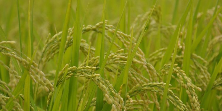 Con buenas expectativas avanzan los primeros días de la cosecha de arroz