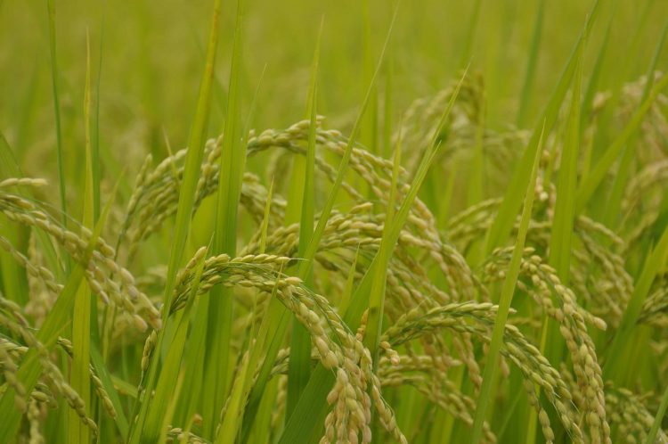 Con buenas expectativas avanzan los primeros días de la cosecha de arroz