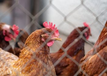 El MGAP confirmó la presencia de influenza aviar en Tacuarembó