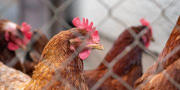 El MGAP confirmó la presencia de influenza aviar en Tacuarembó