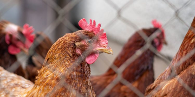 El MGAP confirmó la presencia de influenza aviar en Tacuarembó