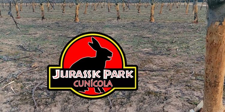 Conejos arrasan el campo español y causan pérdidas millonarias