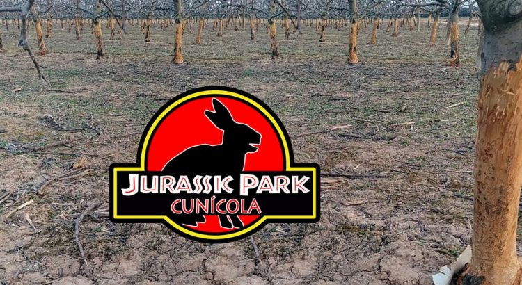 Conejos arrasan el campo español y causan pérdidas millonarias