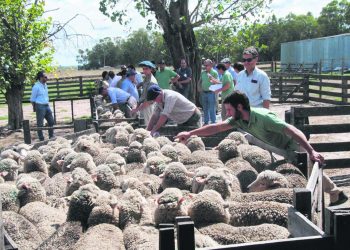 Jornada en Cerro Colorado exhibió excelentes resultados de la raza Merlín Plus