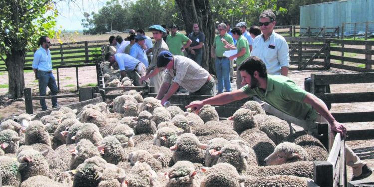 Jornada en Cerro Colorado exhibió excelentes resultados de la raza Merlín Plus