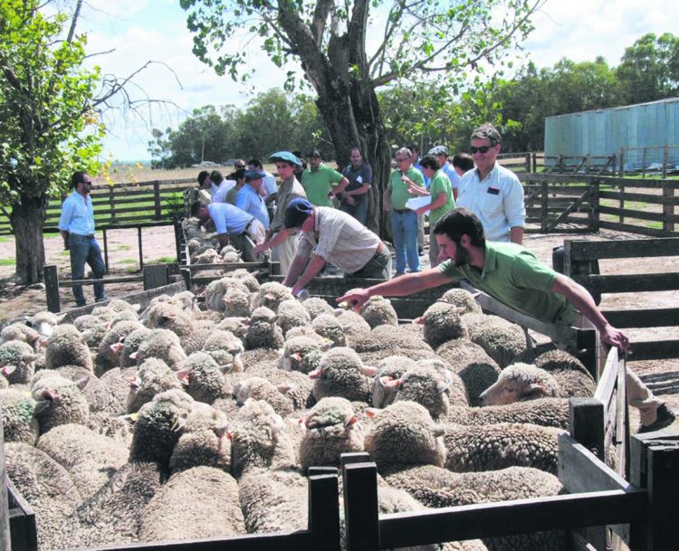 Jornada en Cerro Colorado exhibió excelentes resultados de la raza Merlín Plus
