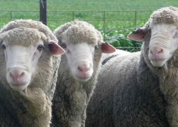 El mercado de lanas tocó el piso en lo que va del año cotizando a solo US$ 8,74 el kilo base limpia