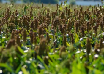 Cuidados que se deben tomar al momento de pastorear sorgo