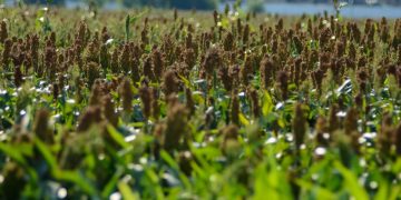 Cuidados que se deben tomar al momento de pastorear sorgo