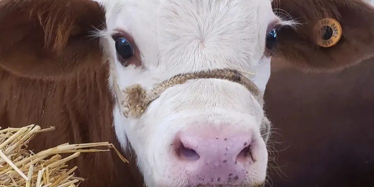 “Buscamos romper el tabú de que el Braford es sólo una raza rústica”