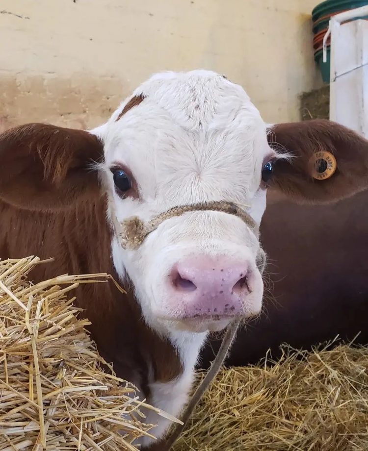 “Buscamos romper el tabú de que el Braford es sólo una raza rústica”
